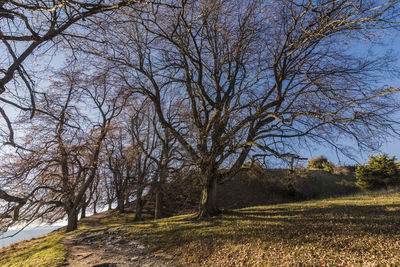 Bare trees on field against sky