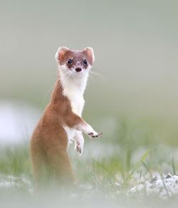 Portrait of squirrel on field