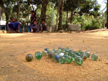 Various ball and trees on grass