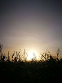 Silhouette plants on field against sky during sunset