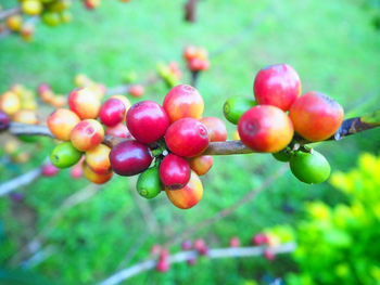 Close-up of red fruit on tree