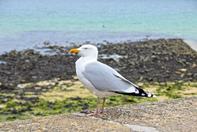 Seagull perching on rock