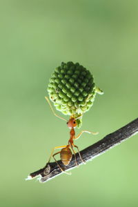 Close-up of ant on plant