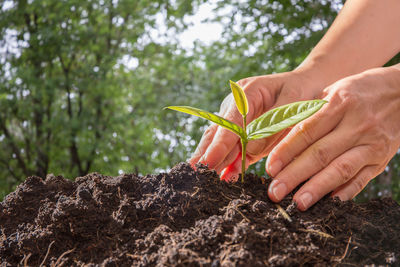 Close-up of person holding plant