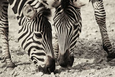 Close-up of zebras outdoors