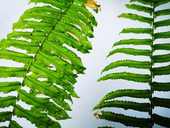 Close-up of green leaves on plant