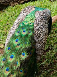 High angle view of peacock feather