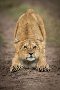 Portrait of lioness