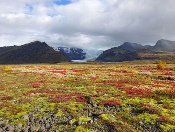 Plants growing on land against sky