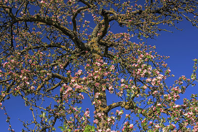 Low angle view of flowering tree