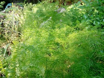 Grass in sunlight