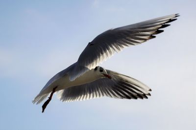 Low angle view of bird flying against clear sky