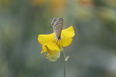 Close-up of butterfly pollinating on yellow flower