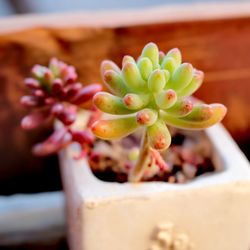 Close-up of succulent plant