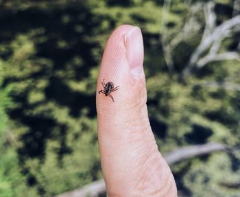 Close-up of a hand holding insect