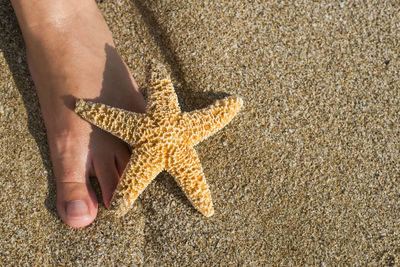 Low section of woman by dead starfish at beach