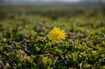 Close-up of yellow flower blooming in field