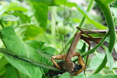 Close-up of insect on plant