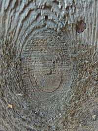 Full frame shot of tree trunk