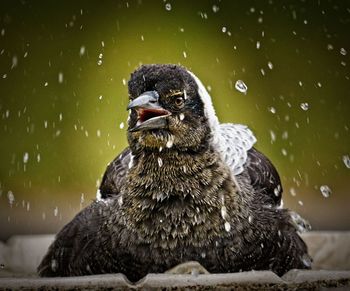 Close-up of a bird in water