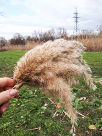 Cropped image of person holding plant on field