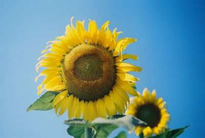 Close-up of sunflower against clear sky