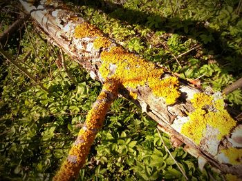 Close-up of yellow lizard on plant during autumn