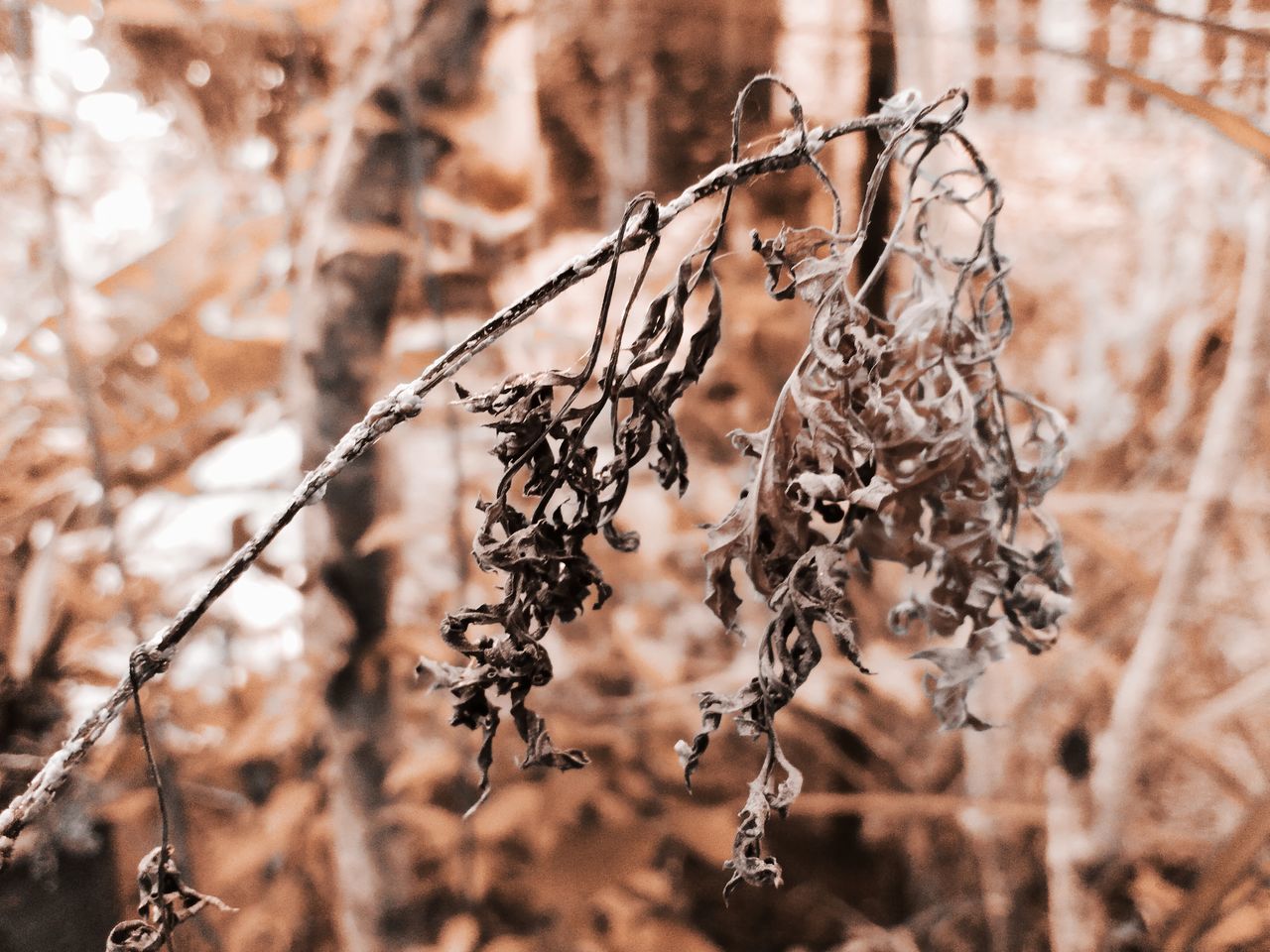 CLOSE-UP OF DRY PLANT ON SNOW