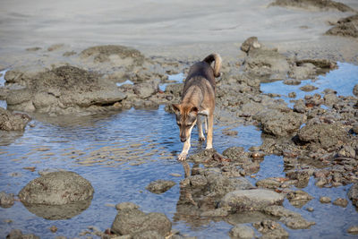 Full length of a horse drinking water