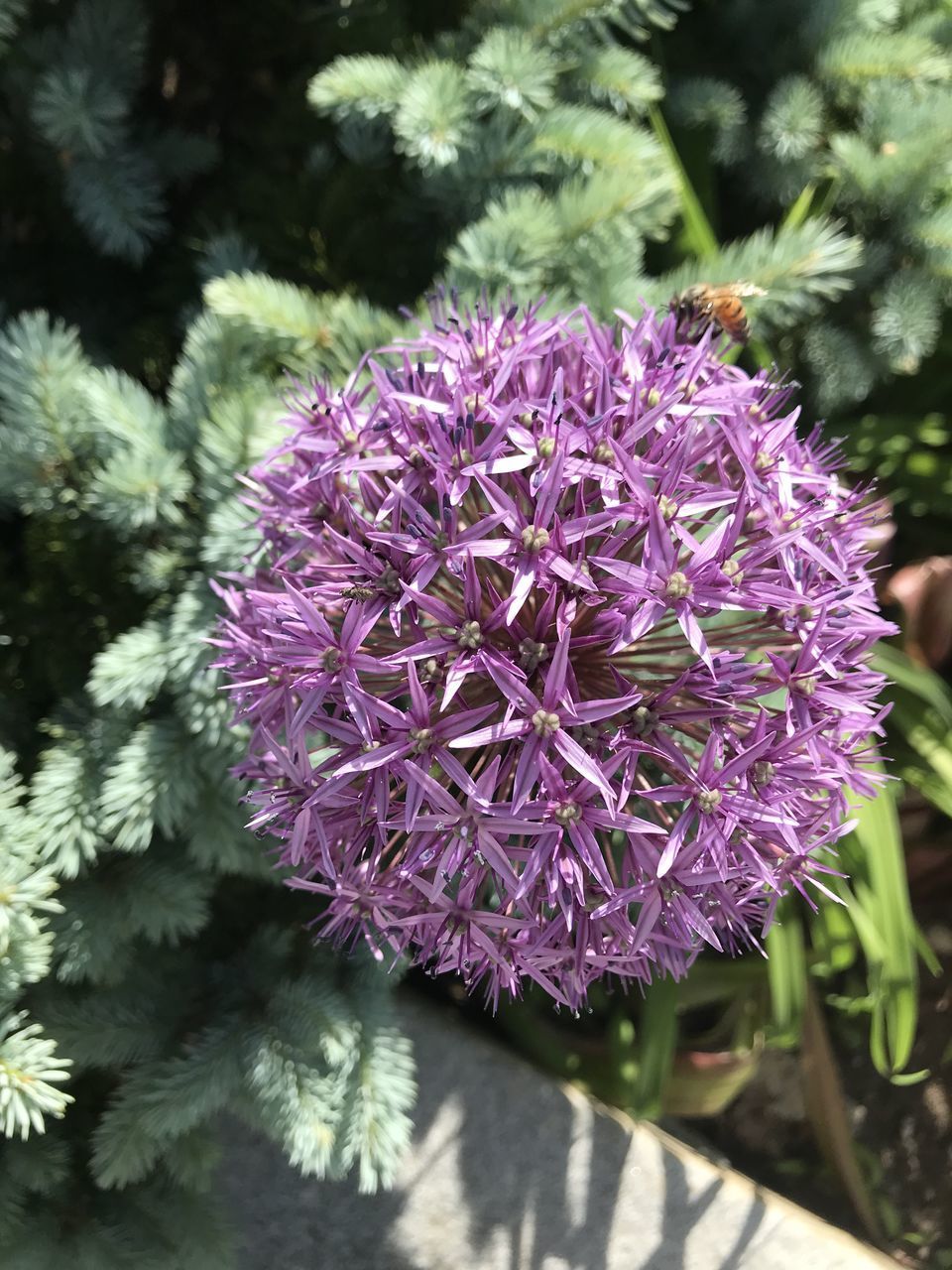 CLOSE-UP OF PURPLE FLOWER PLANT