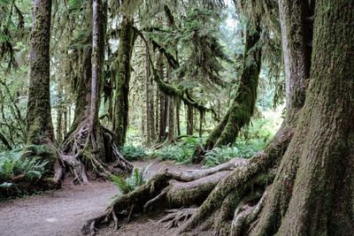 Trees in forest