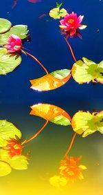 Leaves floating on water