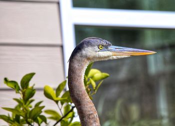 Close-up of a bird