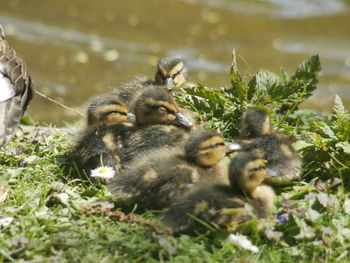 Close-up of young birds