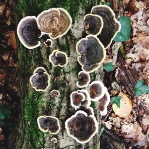 Close-up of mushrooms