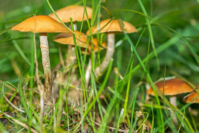 Close-up of mushroom growing on field
