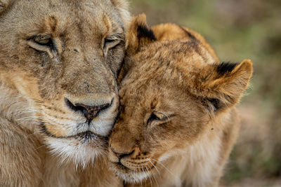 Close-up of lioness