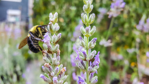 Close-up of bee on flowers