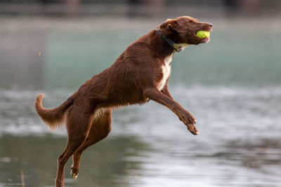 Side view of dog running against lake