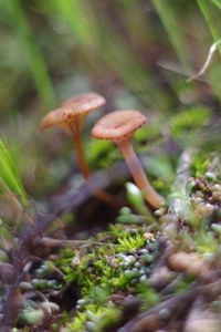 Close-up of mushroom