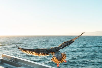 Close-up of eagle flying over sea against clear sky during sunset