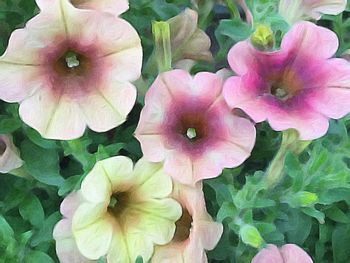 Close-up of pink flower