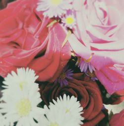 Close-up of pink flower