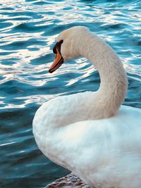 Swan swimming in lake