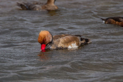 Duck swimming in lake