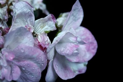 Close-up of flower blooming against black background