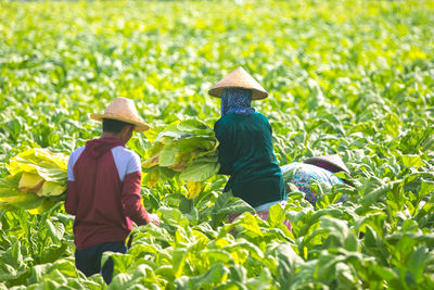 People working at a tobacco plantation.