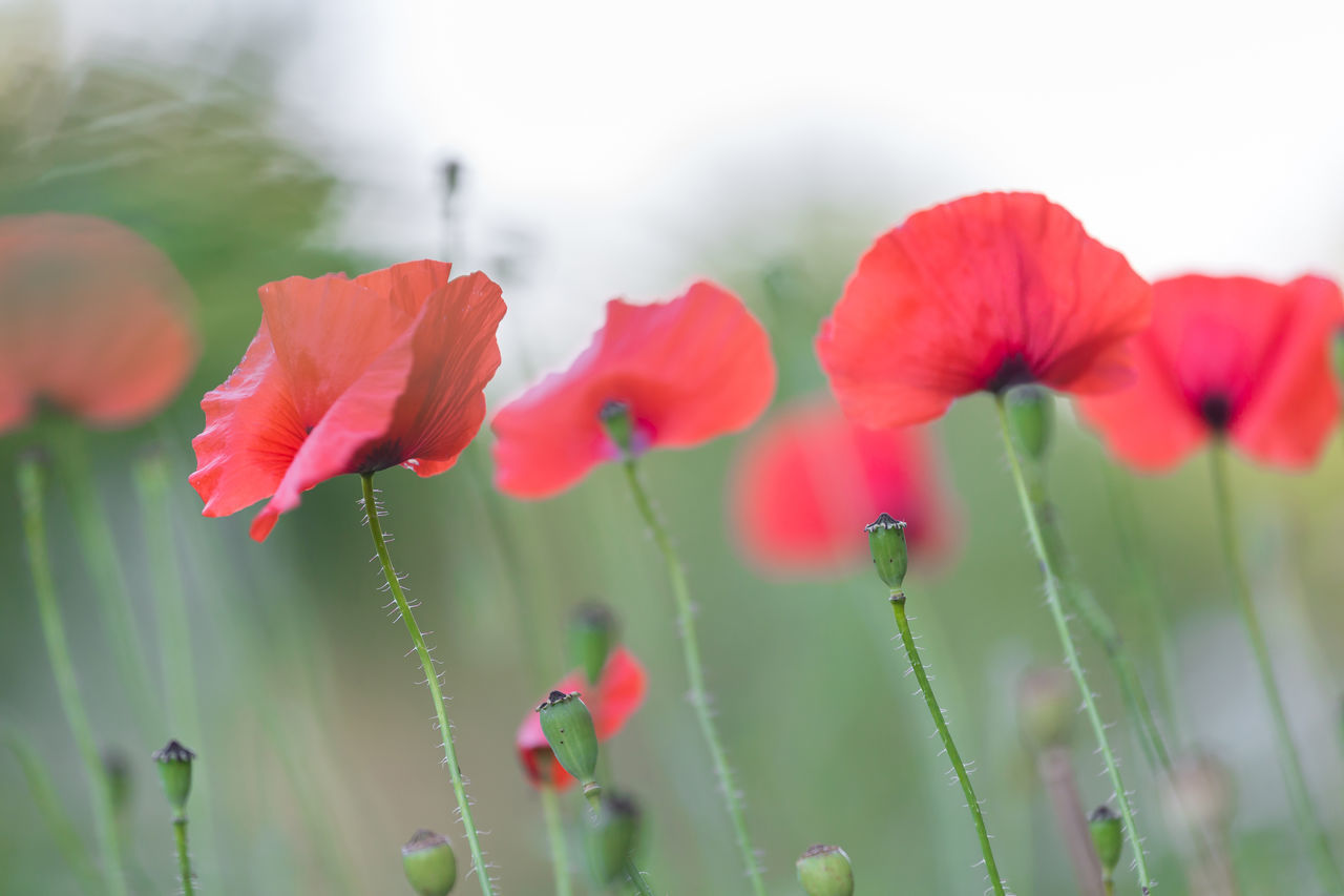 CLOSE-UP OF RED POPPIES ON FIELD