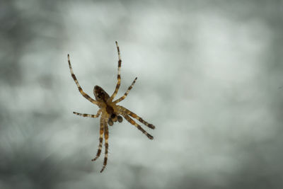 Close-up of spider