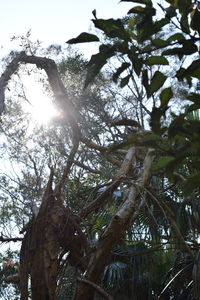 Low angle view of trees against sky